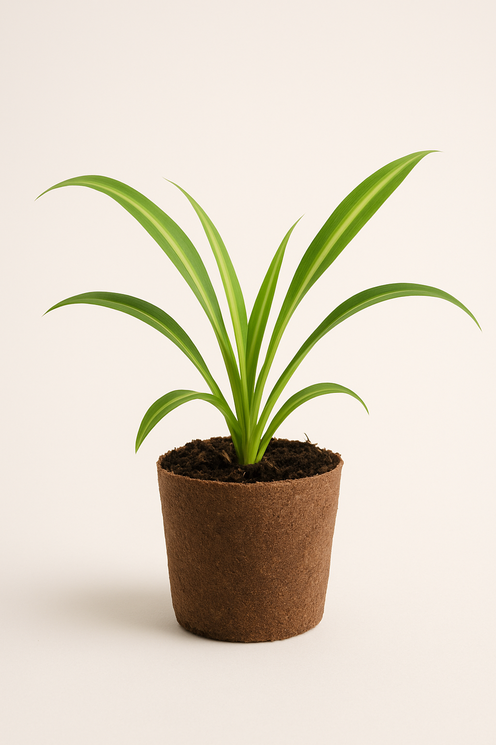 Baby Spider Plant
