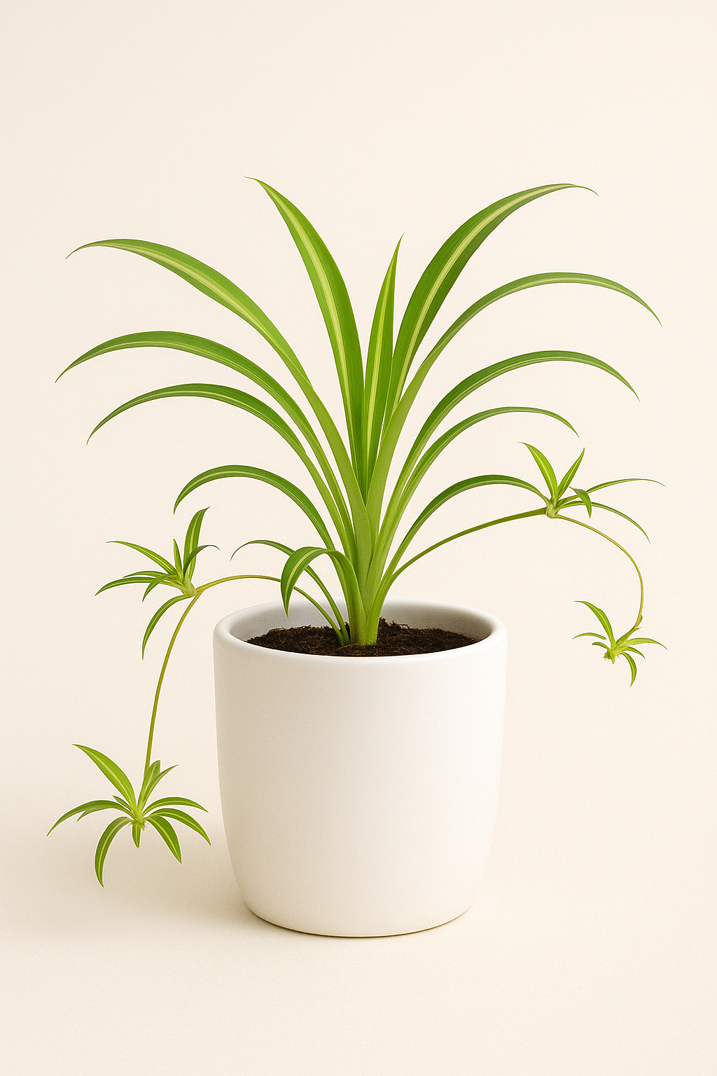 Small Potted Spider Plant