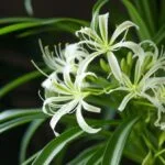 spider plant flower