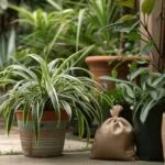 spider plant soil